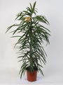 Amstel King,Fig,Long leaved fig,Alii
